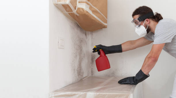 Professional Black Mold Removal technician working in Bushwood, MD