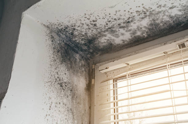 Affordable Basement Mold Removal solutions in Bushwood, MD