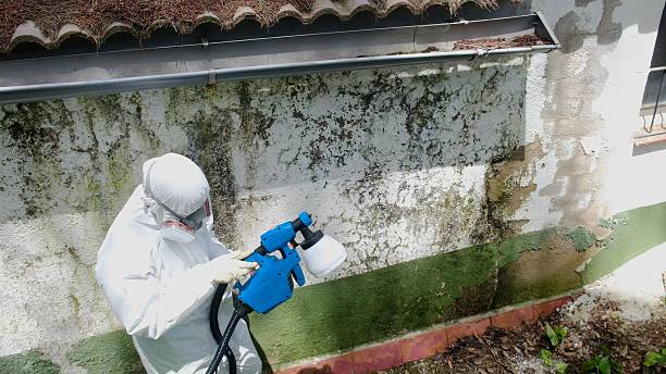 Top rated local Basement Mold Removal specialists in Bushwood, MD
